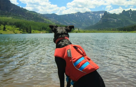 A dog looking at the water, while practicing safety and wearing a life jacket.