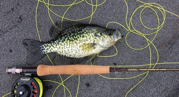 The Ultimate Guide to Crappie Fishing