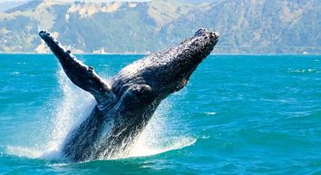 Long Beach Whale Watching Guide - Getmyboat
