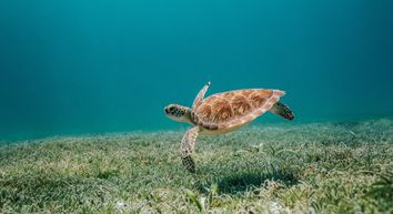 The Best Boating Destinations for Spotting Reptile Wildlife