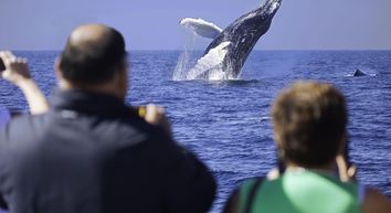 Guide to Whale Watching on Your Boat - Getmyboat